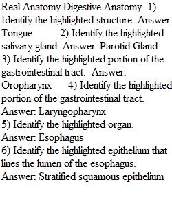 Lab Part 1 - Digestive System